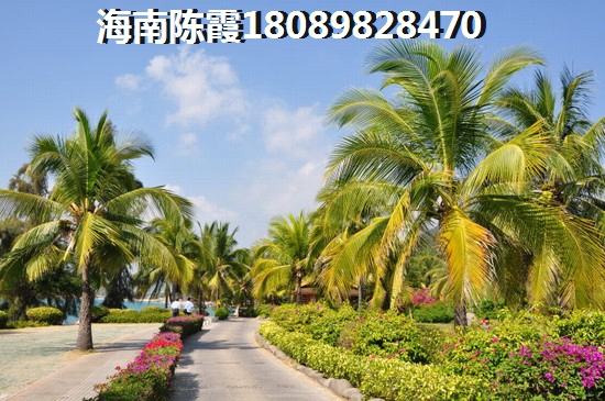 白啤酒介绍